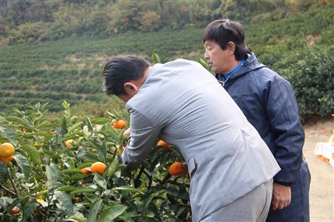 (2)収穫体験をする山口知事。胸の高さから足元までいっぱいに実るみかんを1つ1つ収穫するのは、足腰に負担がかかるとのこと。