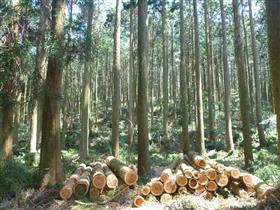 森林から伐り出された良質な木材