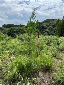 2年生サガンスギ