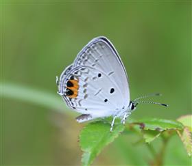 タイワンツバメシジミ