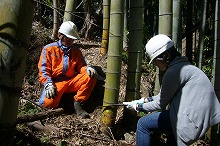 人工林に侵入した竹の伐採作業