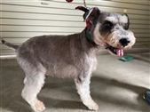 犬写真シュナ雄灰白