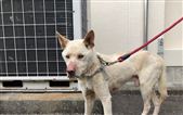 犬　画像