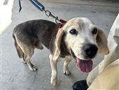 犬、写真、ビーグル