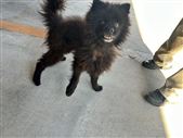 犬、写真、ポメラニアン風