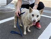 犬　画像