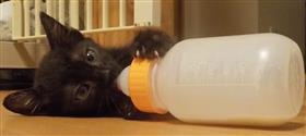 黒猫がミルクを飲んでいる画像