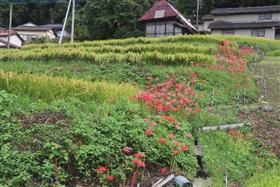 6月に植えた稲の様子